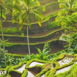 Ubud Wallpapers Image Photos Pictures Backgrounds