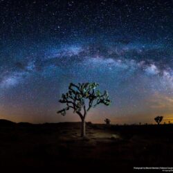 Joshua Tree: 28 Stunning Photos From America’s Most Buzzed About