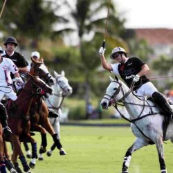 Polo Horse Wallpapers