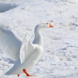 2 Snow Goose HD Wallpapers