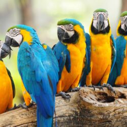 Blue And Yellow Macaw Wallpapers