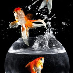 46+ Best & Inspirational High Quality Goldfish Backgrounds