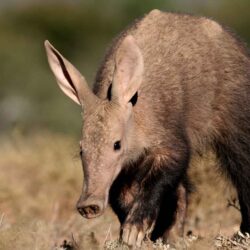 Aardvarks Latest HD Wallpapers Free Download