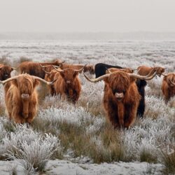 Herd of Highland cattle in winter