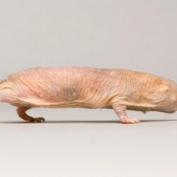 Naked Mole Rat Ark