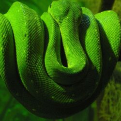 Amazing Green Anaconda HD Wallpapers