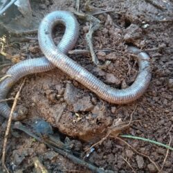 Munoa worm lizard