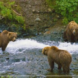 Meeting of Minds, Brown Bears, Alaska Wallpapers