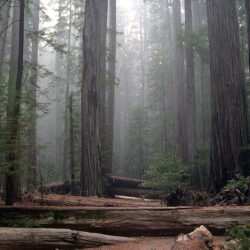Redwood National Park!