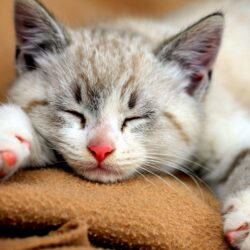 Bengal Kitten Sleeping Wallpapers Wallpapers Themes