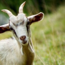 Goats Hd Wallpapers