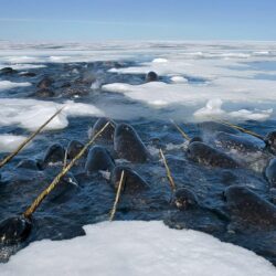 Narwhals HD Wallpapers