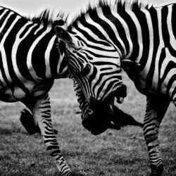 Animals > Zebras Covers, Wallpapers and Backgrounds on MobDecor