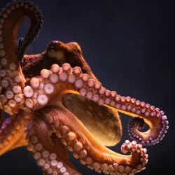 Wallpapers aquarium, octopus, tentacles, octopus, cephalopod