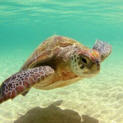 Animals For > Sea Turtle Wallpapers National Geographic