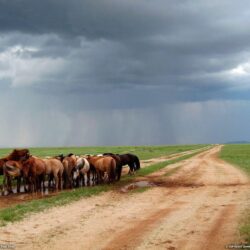 Ponies Photo, Animal Wallpapers – National Geographic Photo of the Day