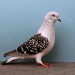 Homing Pigeon Wallpapers