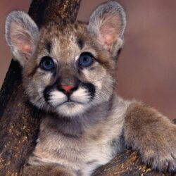 cougar, Puma, Blue, Eyes, Cute, Baby, Animal Wallpapers HD