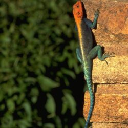 Red headed Rock Agama Wallpapers Other Animals Wallpapers in