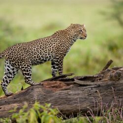 Leopard from Kenya Wallpapers HD / Desktop and Mobile Backgrounds