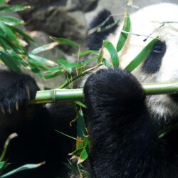 Panda bear playing flute wallpapers
