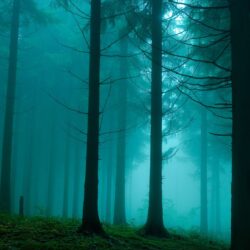 Forest In The Mist Nature Mac Wallpapers Download