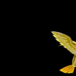 pokemon pidgeot black backgrounds wallpapers High Quality