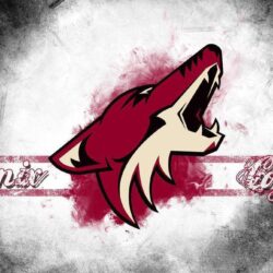 Coyote Wallpapers