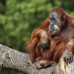 Wallpapers tree, the primacy of, orangutan image for desktop