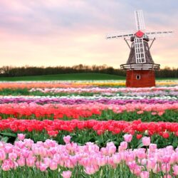 Tulip Field Wallpapers Group