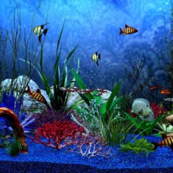 Lovely Free Download Animated Aquarium Desktop Wallpapers for Windows