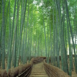 Sagano Bamboo Forest in Kyoto: One of world’s prettiest groves