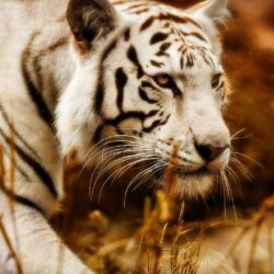 1460637 Free screensaver white tiger