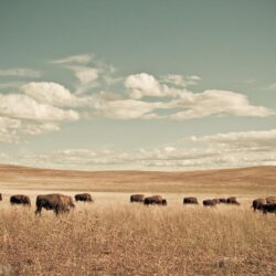 Buffalo Wallpapers 0.22 Mb