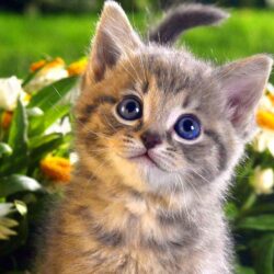 Free Cat Wallpapers Widescreen « Long Wallpapers