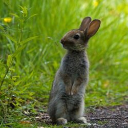 Desktop Wallpapers Hares Rodents Grass Animals