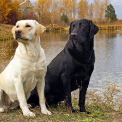 Pix For > Yellow Labrador Wallpapers