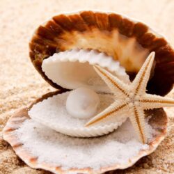 seashells starfish pearl sand beaches shell clam free