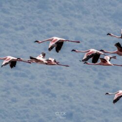African Screens 52 – Lake Nakuru Flamingoes