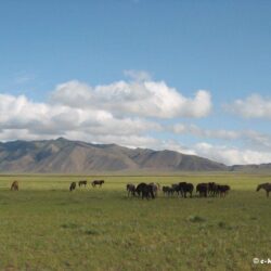 Photos of Mongolia :Wallpapers of mongolia for your computer