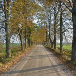 Miscellaneous: Tree Grass Field Forest Green Road Trees Autumn