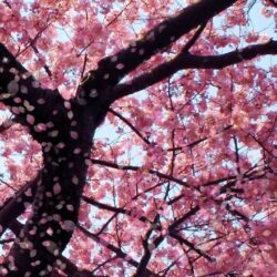 Cherry Blossom Animated Wallpapers