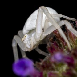 Misumena vatia, Crab Spider HD Wallpapers