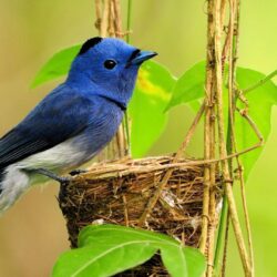 Beautiful Bluebird Birds Desktop Wallpapers Wallpapers