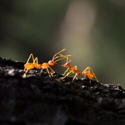 Ant Macro, HD Photography, 4k Wallpapers, Image, Backgrounds