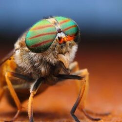 Fly insecy eyes rainbow macro close