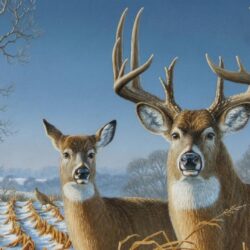 Ultra HD Whitetail Deer Wallpapers