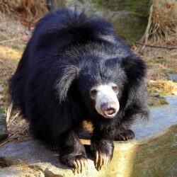 Free download Sloth bear Wallpapers animalplanethdcom Sloth