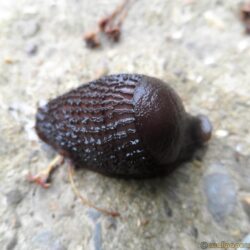 Young Black Slug Contracted Into Lump