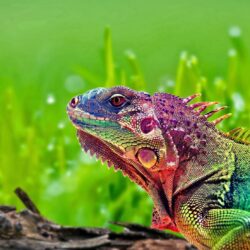 Pictures of Colorful Chameleon Wallpapers